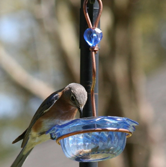 Bluebird Feeder Single