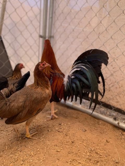 6 chicken hatching eggs