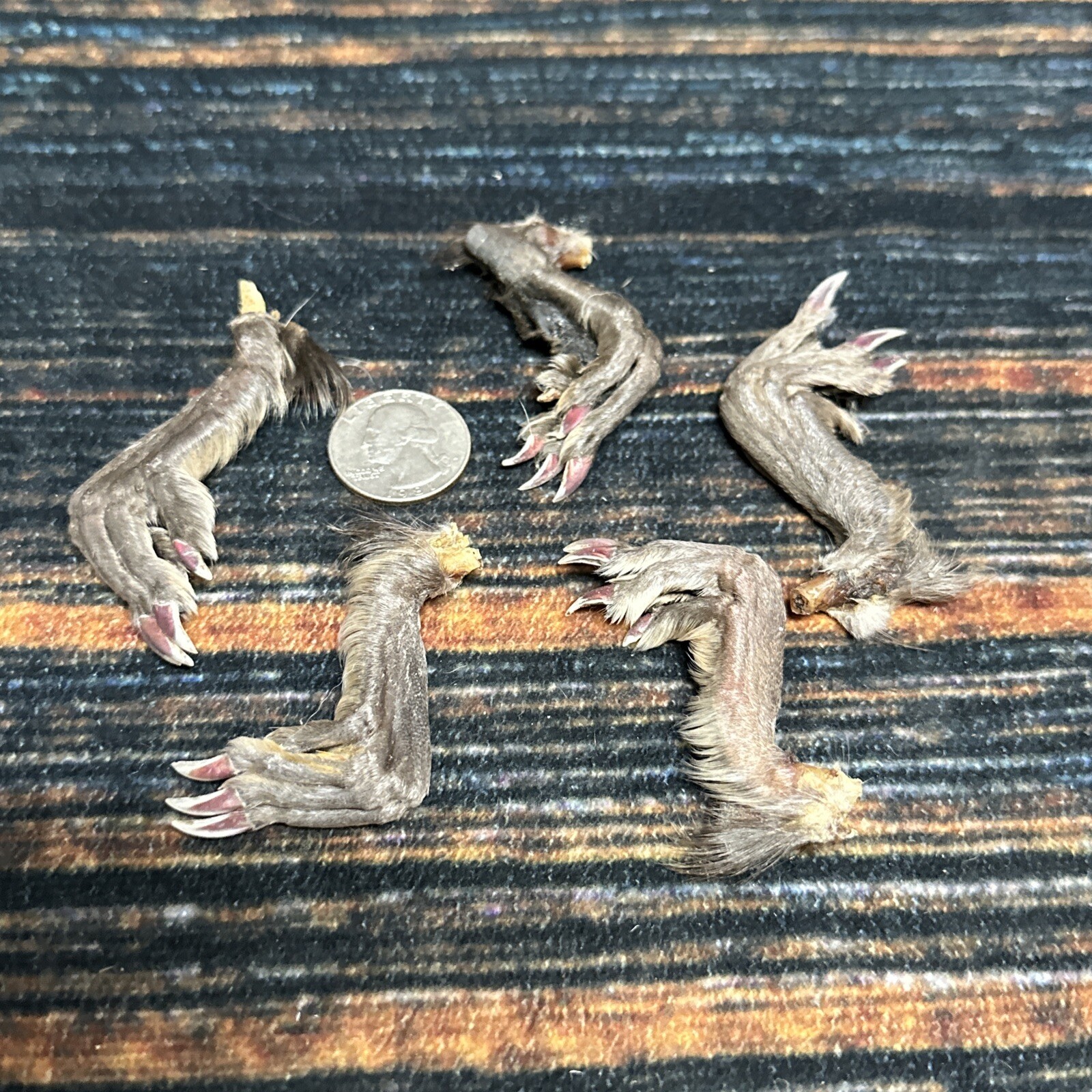 5 Real tanned Muskrat Back Feet Cured Taxidermy Mount Repair Arts Craft Witch