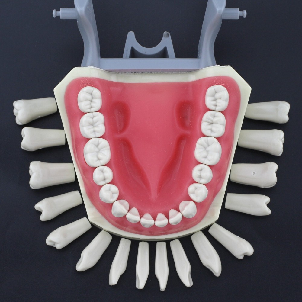 US Dental Typodont Model With 32pcs Removable Teeth Columbia Dentoform 860 Type
