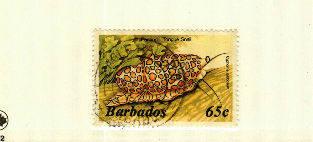 Barbados #653 used Sea snail
