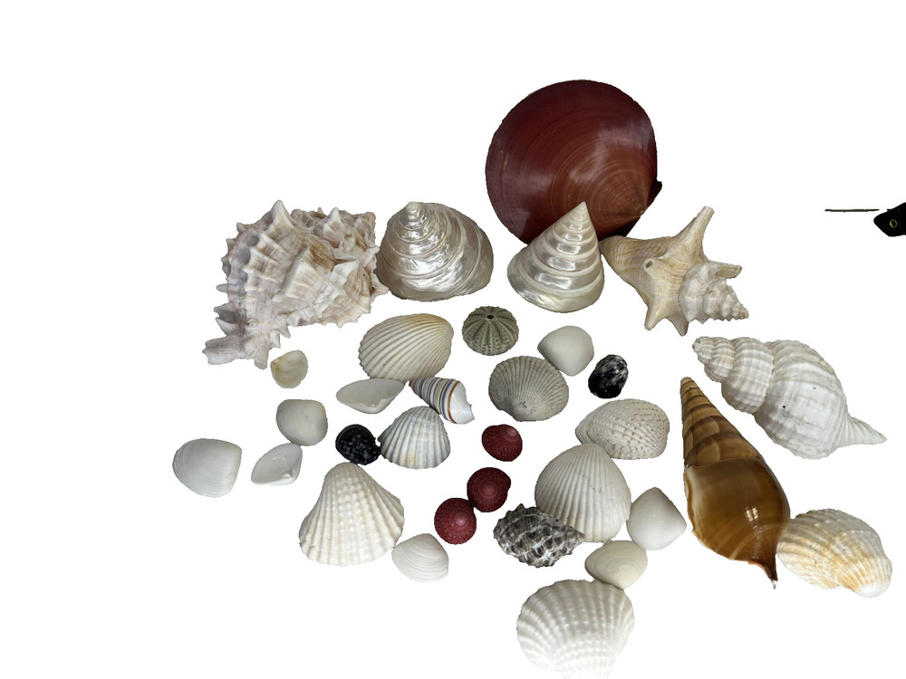 Sea Shells Shell Saltwater Variety Lot Assorted Vintage