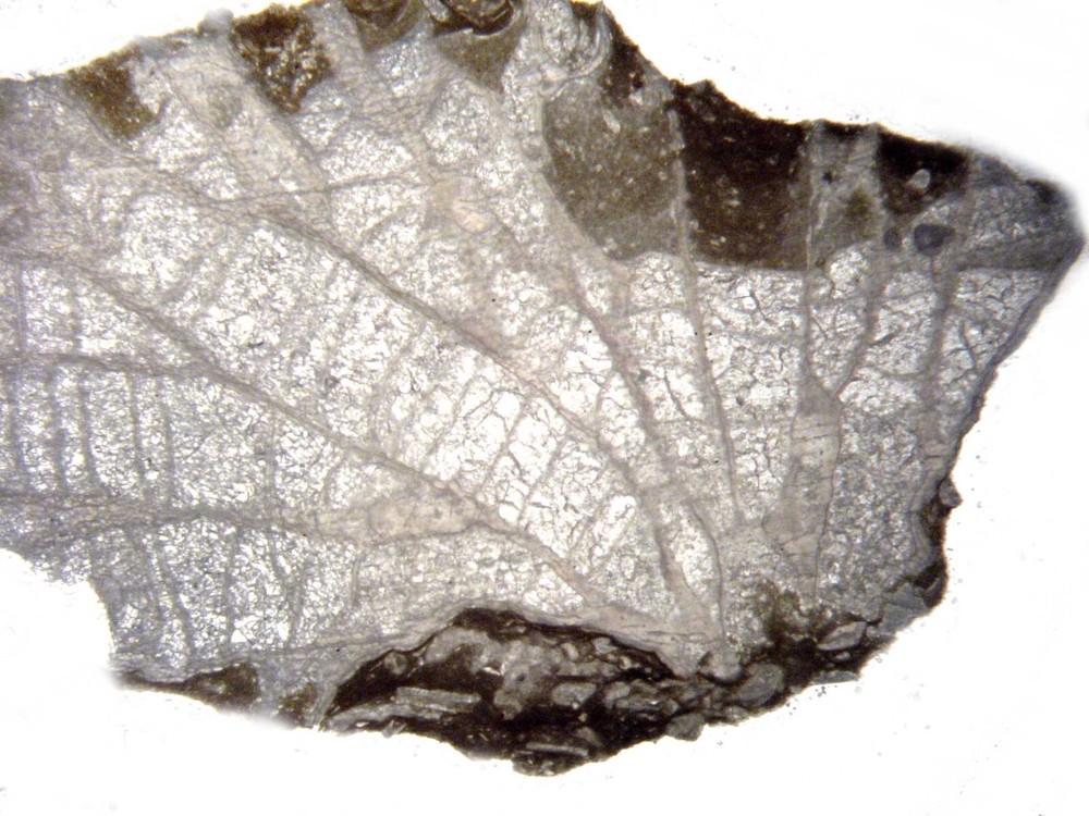 Geological Rock Formation & fossil Thin Section collection 100 slides in case