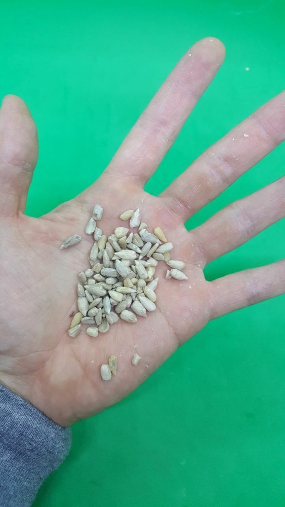 RAW Sunflower Seeds Kernels — Hulled, Non-GMO, Unsalted, Kosher NO SHELL!!!