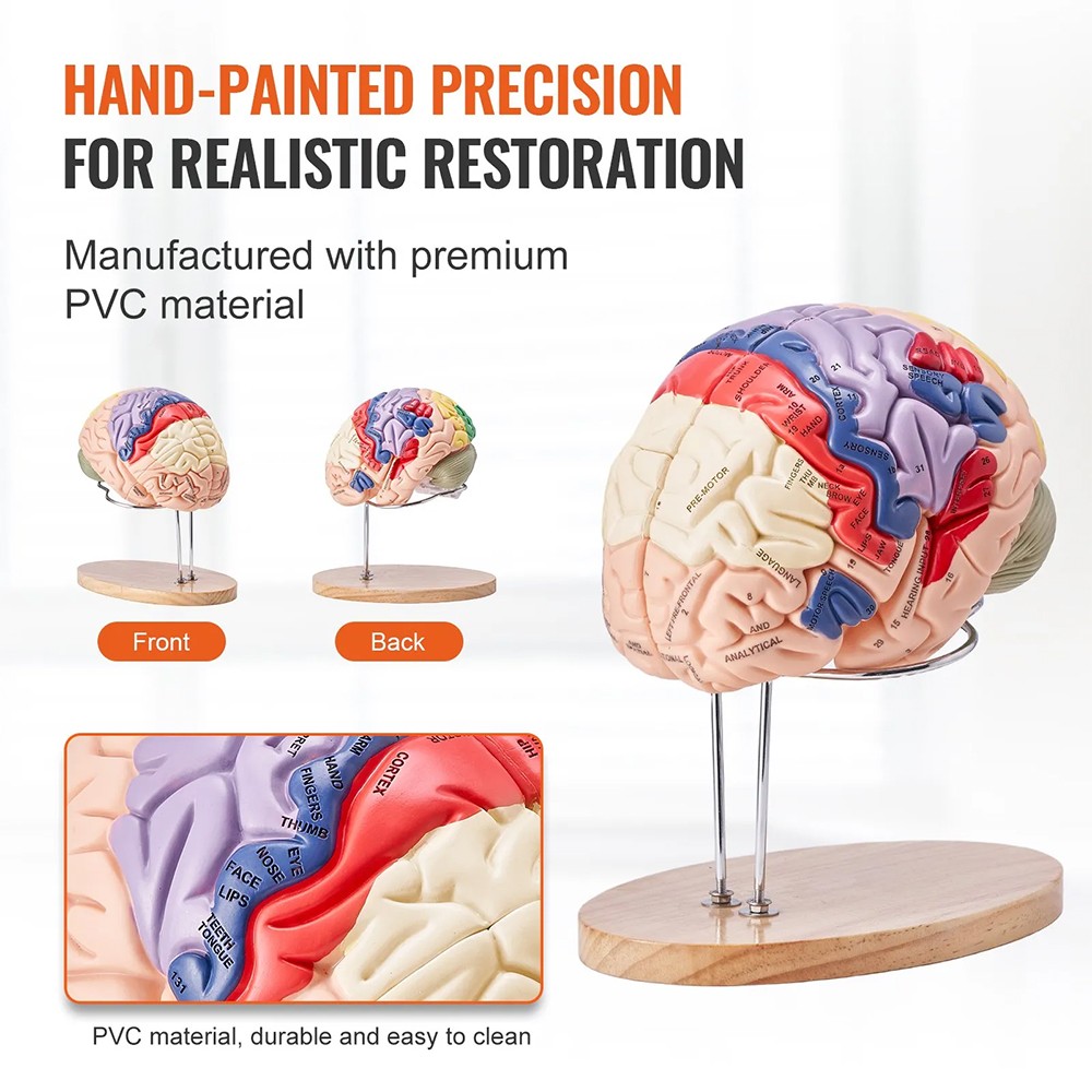 Human Brain Model Anatomy Teaching Brain Model 4-Part Labeled 2X Enlarged