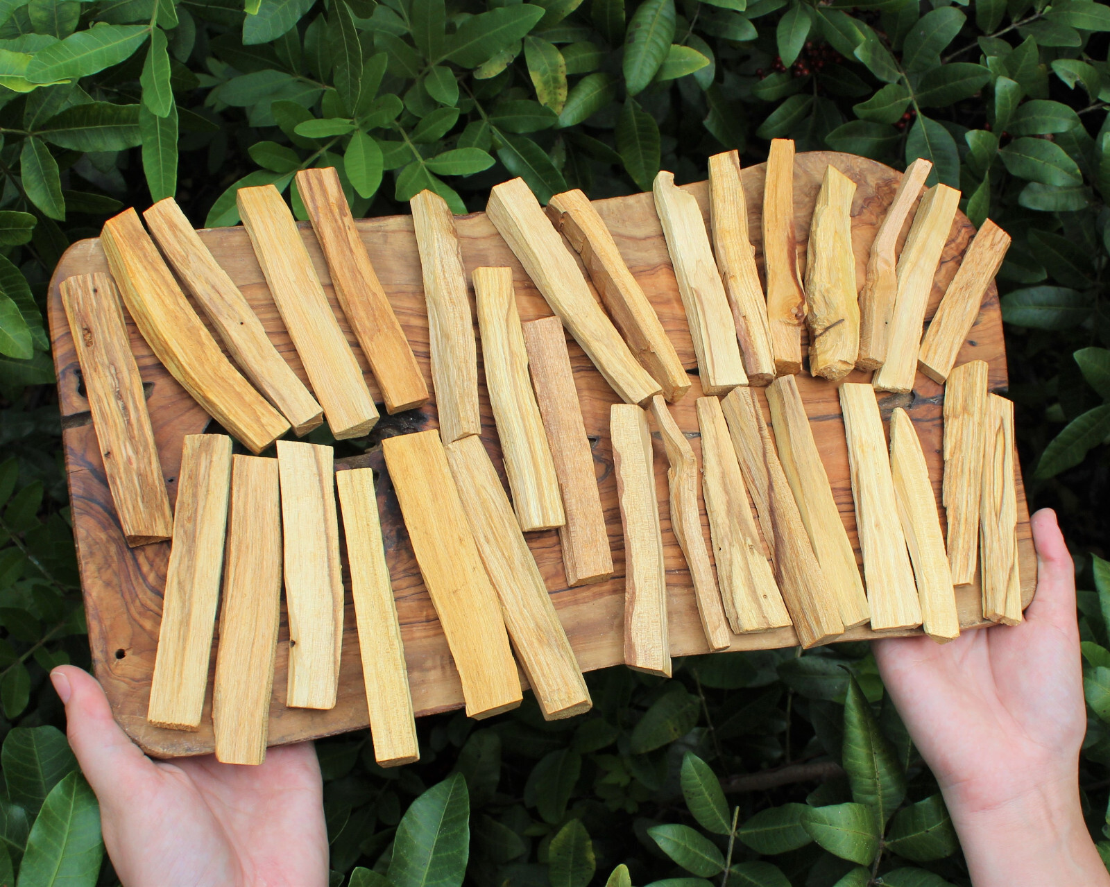 Palo Santo Smudge Sticks: Choose How Many (Premium Quality, Holy Wood, Bulk)