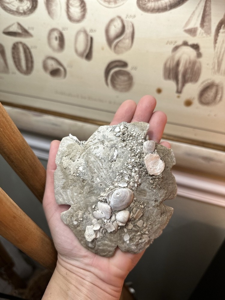 Fossilized Sand Dollar Florida Fossils Shell