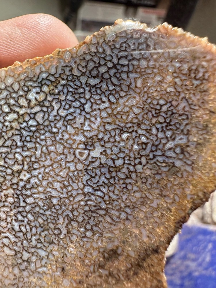 Dinosaur bone rough **hxtled slab.
