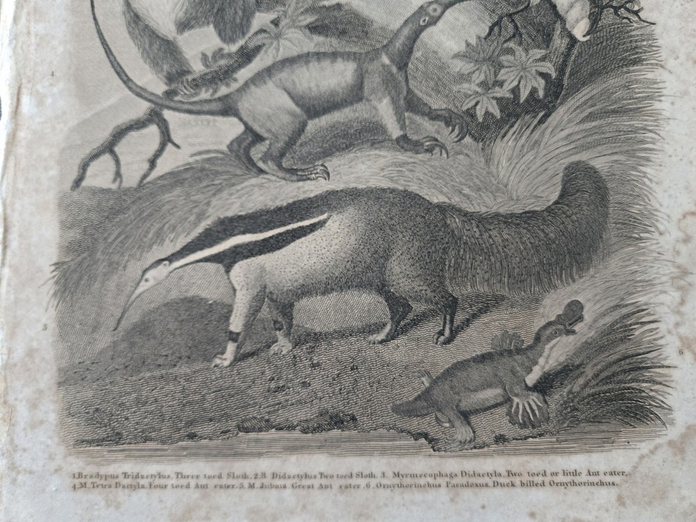 1800s Copper Book Plate QUADRUPEDS