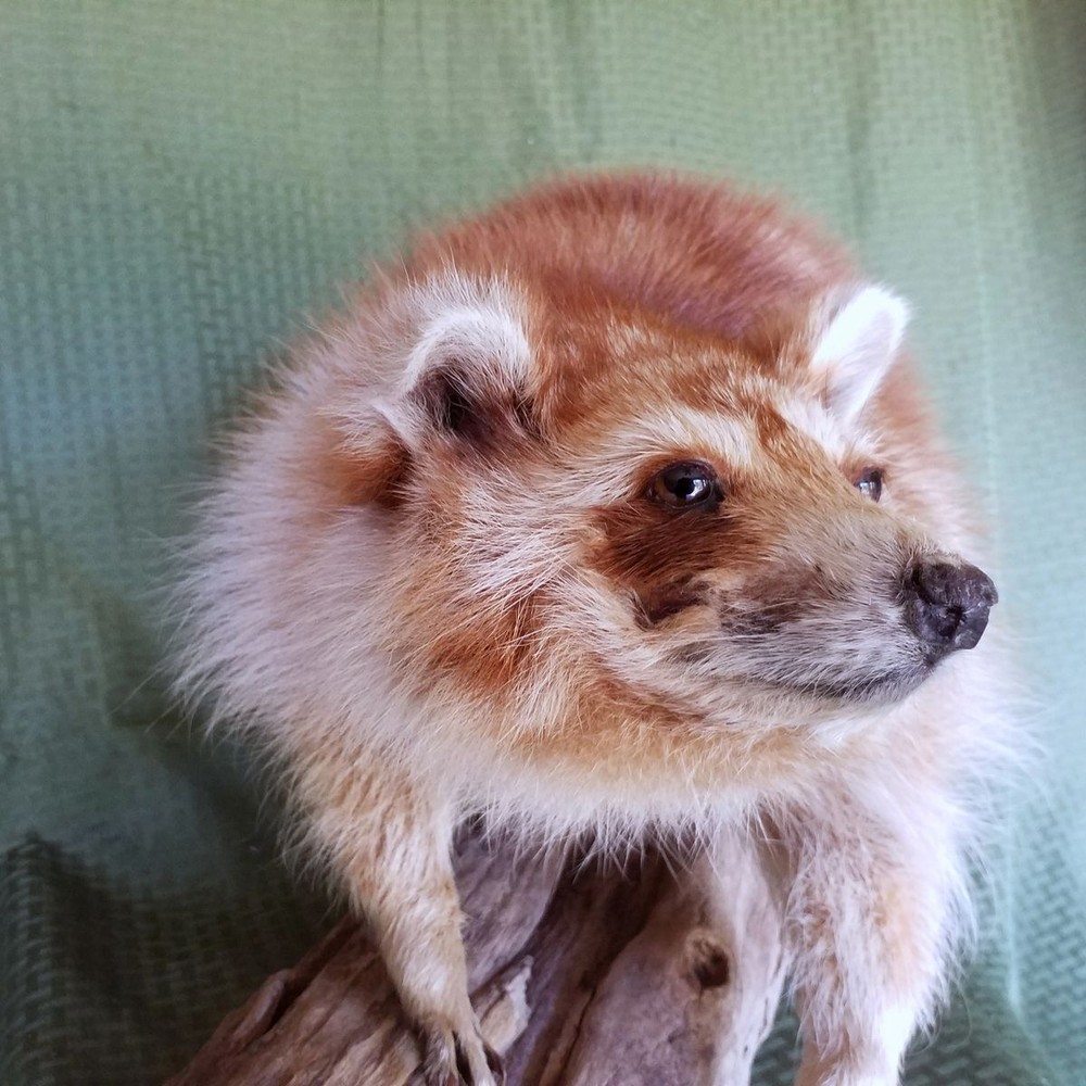 Unique Copper Colored Raccoon - RARE