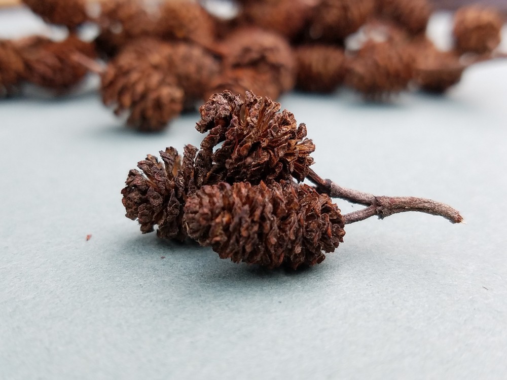 100 beautiful ALDER PINE CONES tiny pinecones Crafts, Christmas Decor
