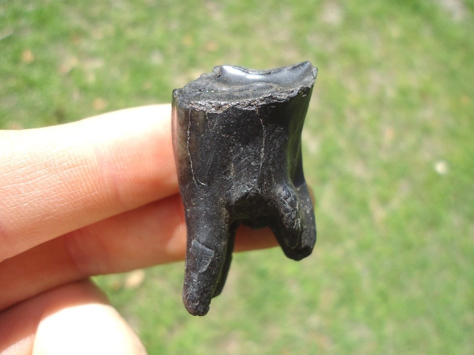QUALITY BISON UPPER PREMOLAR TOOTH FLORIDA FOSSILS ICE AGE EXTINCT SKULL BONES @
