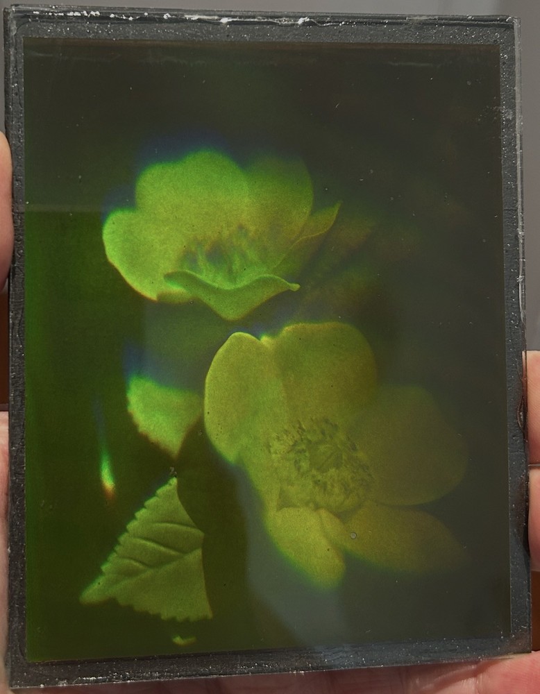 True 3D laser hologram. Flowers.