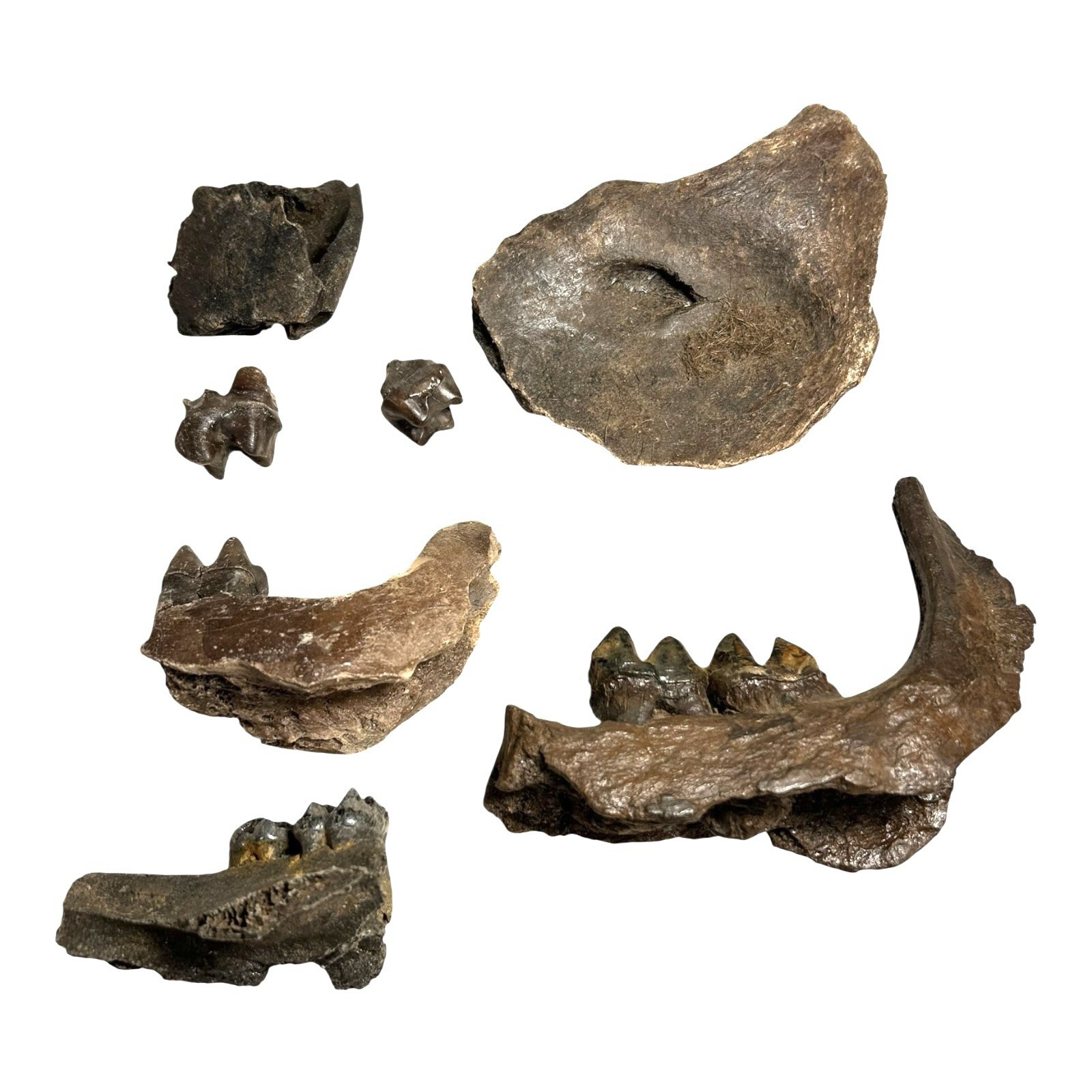 Prehistoric Pleistocene Age Fossilized Tapir Teeth and Mandible Jaw Pieces