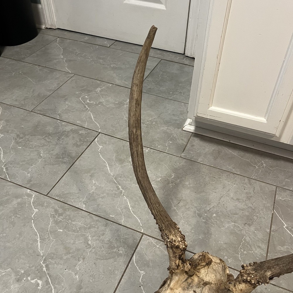 Genuine Weathered Elk Antlers/Mount- Rustic Decor