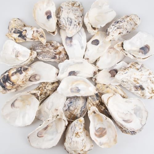 30PCS Oyster Shells Flat & Concave 4"-5" Large 30PCS 4" - 5" Flat & Concave