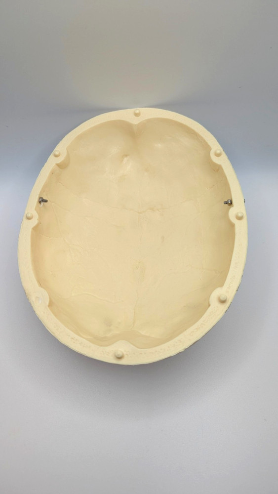 Medical Anatomical Precision Model Human Skull Antique
