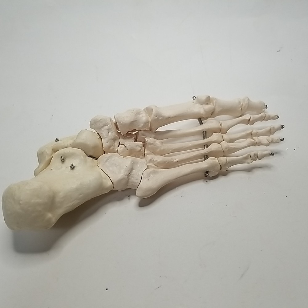 Skeleton Biology Class scientific Left Foot Model
