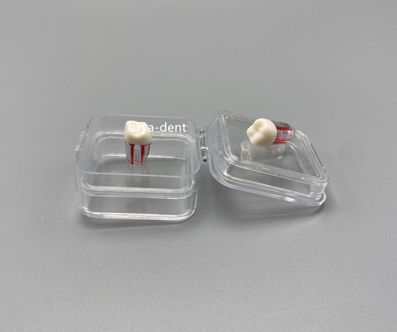 Denture Tooth Hinged Display Box Dental Storage Boxes Membrane Veneer Crown Case