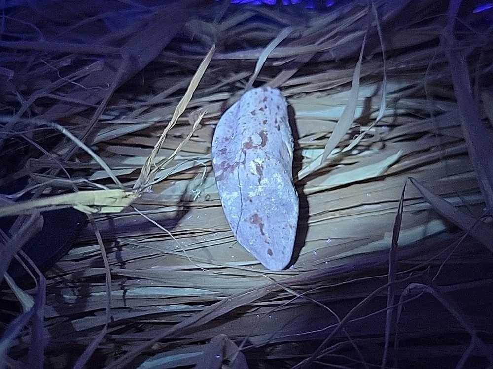 Permineralized Fossil T-Rex Tooth