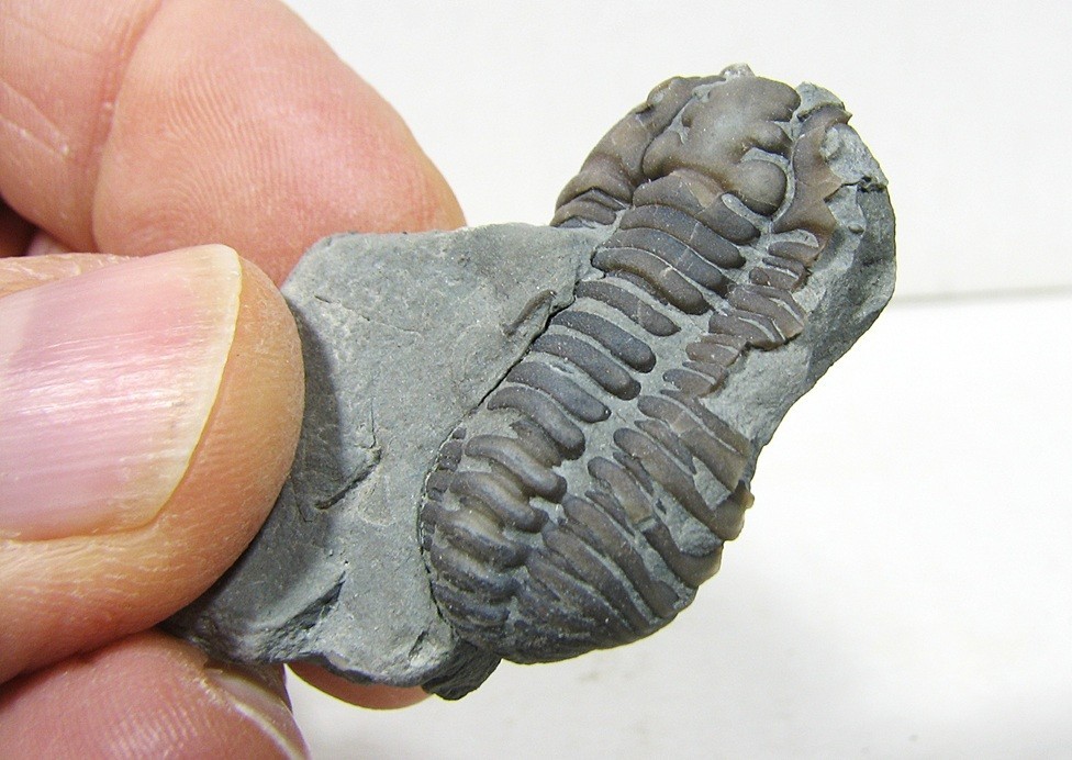 Flexicalymene Trilobite #31