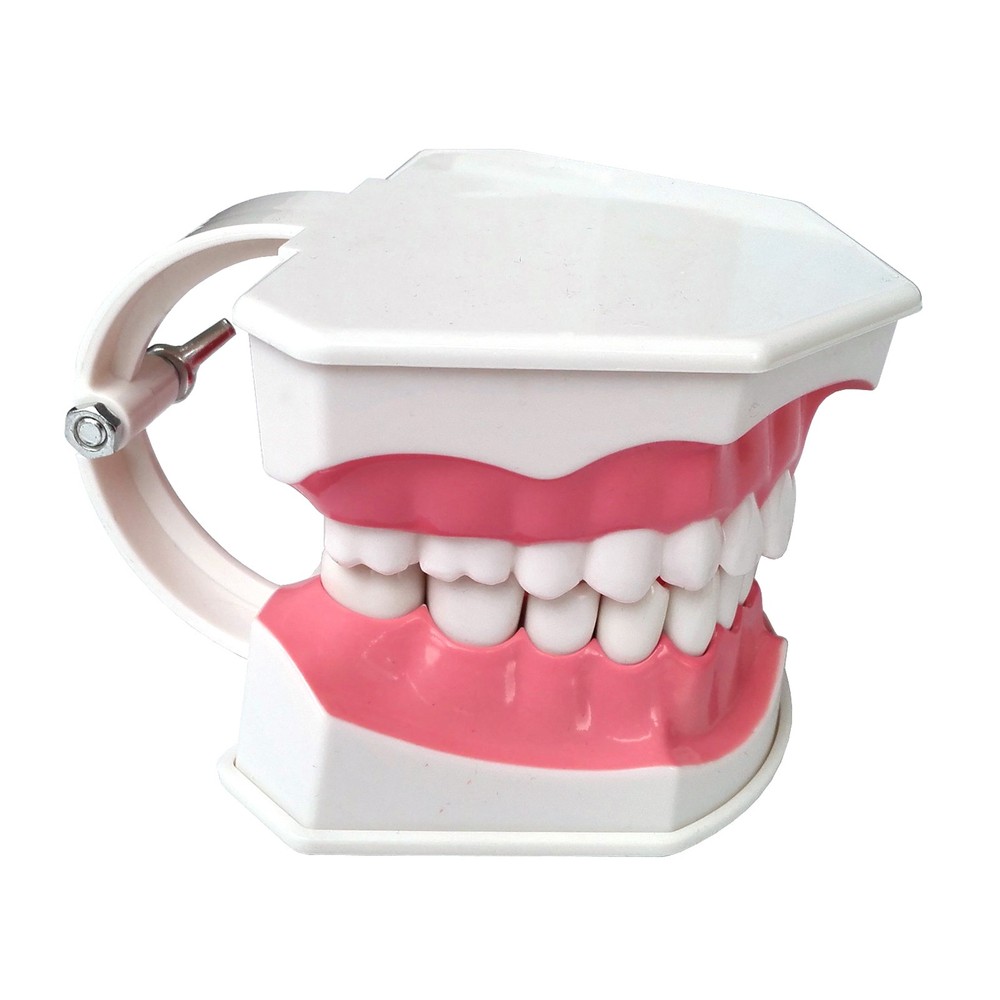 Interactive Tooth Brushing Model for Educational Training with Toothbrush