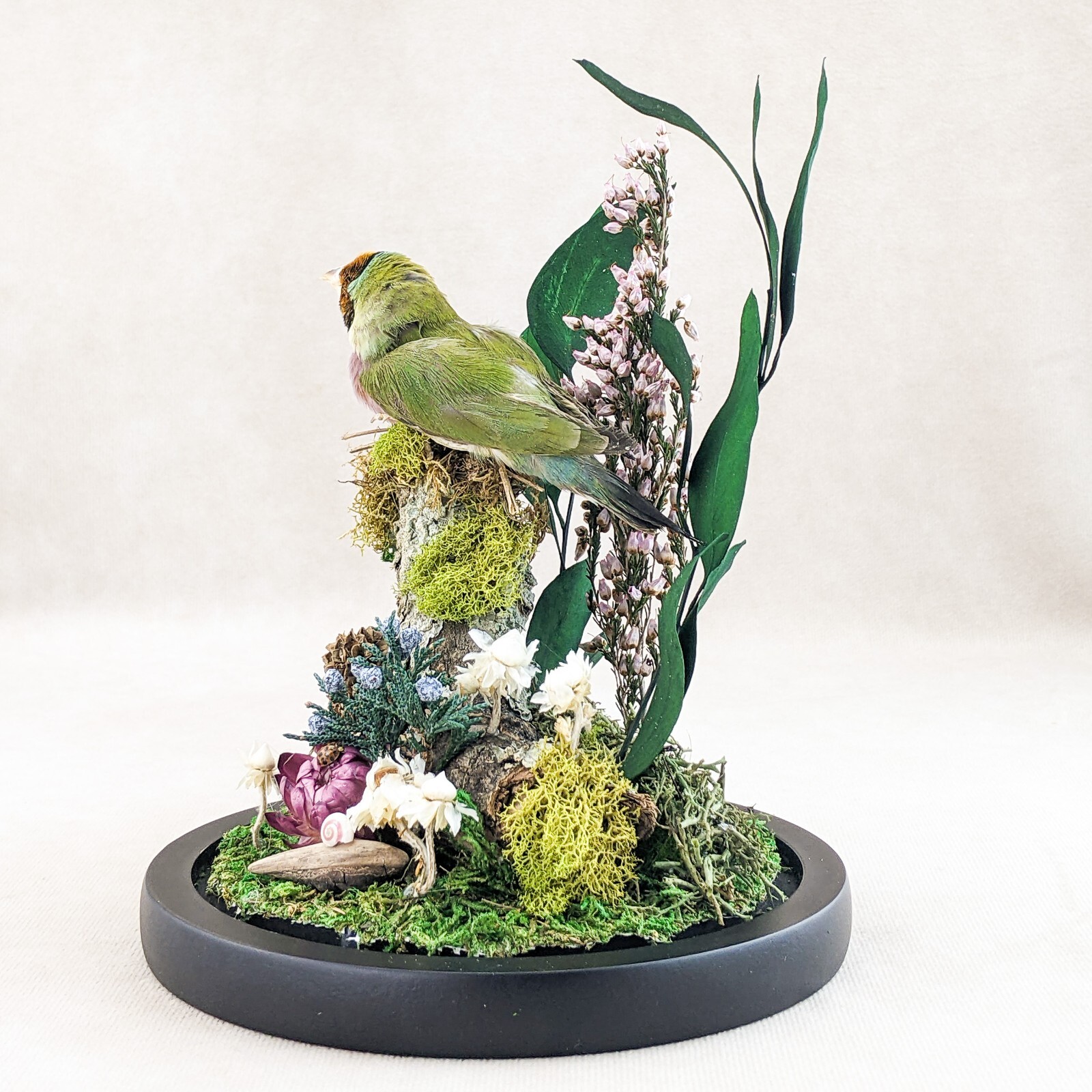 Gouldian Finch Glass Dome Floral Display Taxidermy Oddities Curiosity decor gift