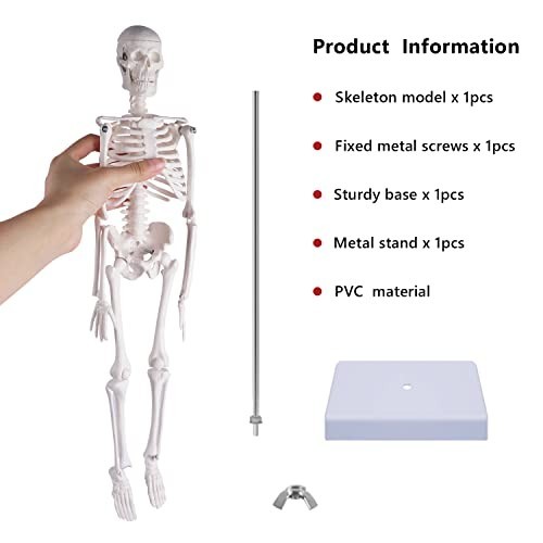 17" Mini Human Skeleton Model - Anatomical Study Tool with Movable Arms & Legs,