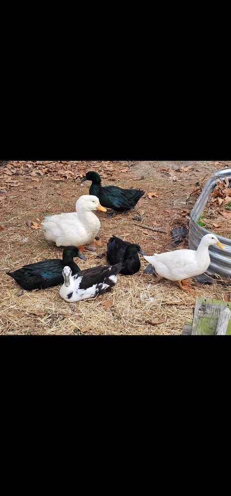 Cayuga, Ancona, Jumbo Pekin Hatching Eggs