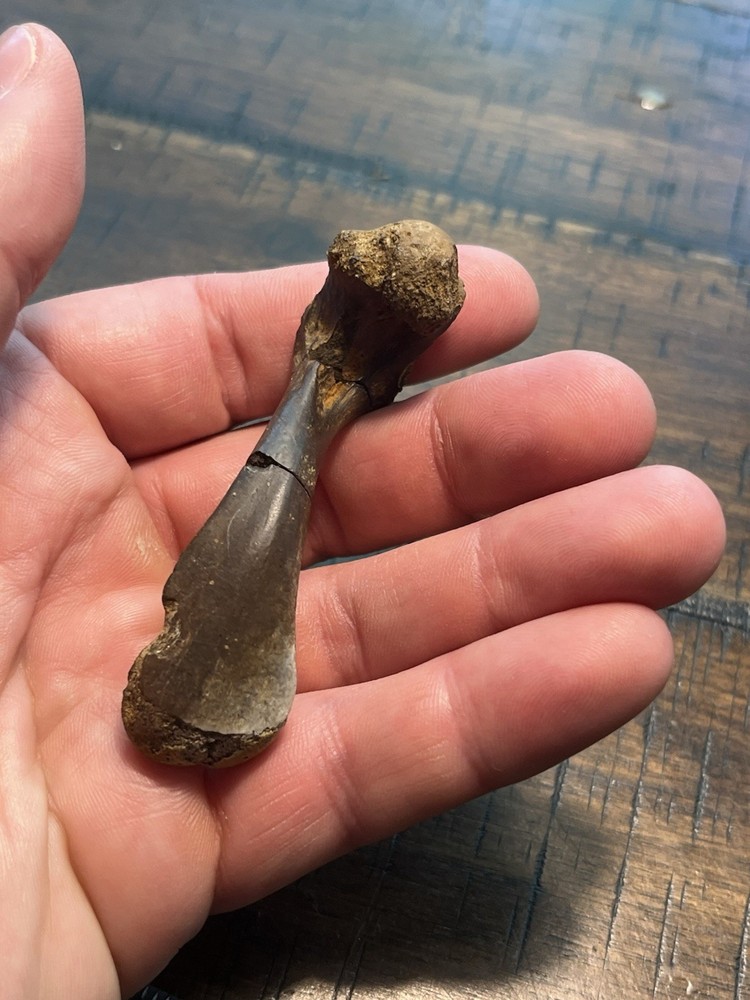 Turtle Humerus Dinosaur Age Fossil Hell Creek Form SD