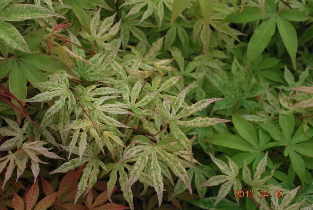 Japanese Maple UKIGUMO TREE