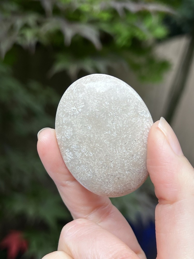 Fossilized Coral Crystal Palmstone AAA+ 7
