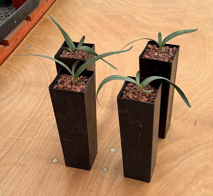 Welwitschia mirabilis (larger size)