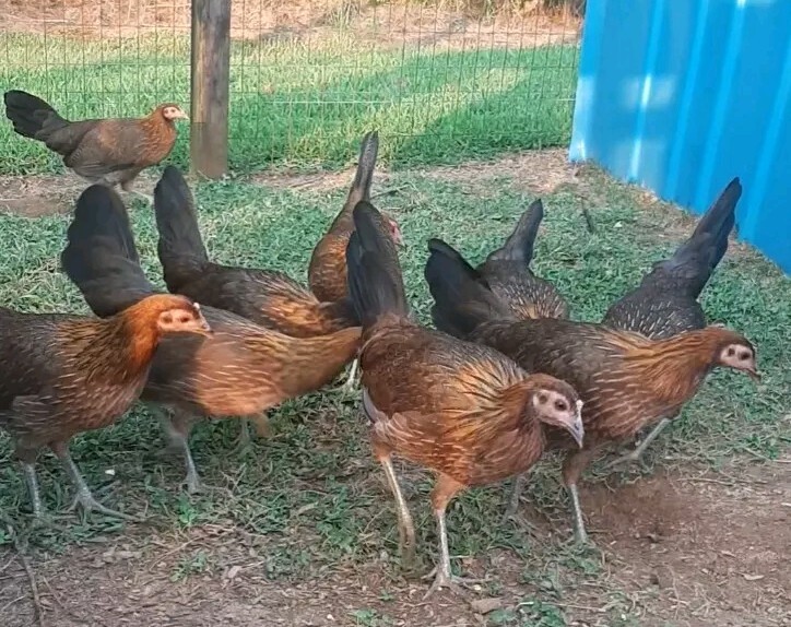 12 Chicken Hatching Eggs.