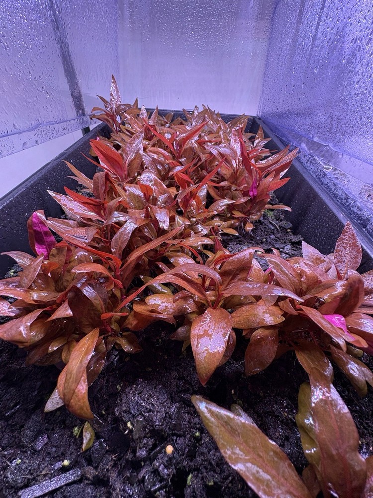 Live aquarium Plant Package 30 Stem plant pack