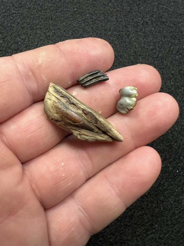 Fossil Mammal Teeth From Mississippi