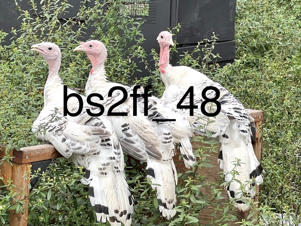 6 Royal Palm Turkey Hatching Eggs