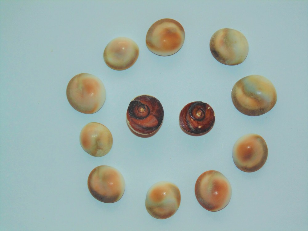 TWELVE (12) TAN CATS EYE SHELLS, CRAFT TROPICAL
