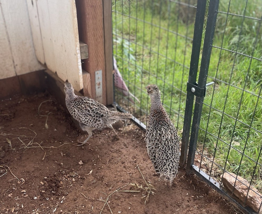 Kansas Ringneck Pheasants Hatching Eggs 12+ Extras