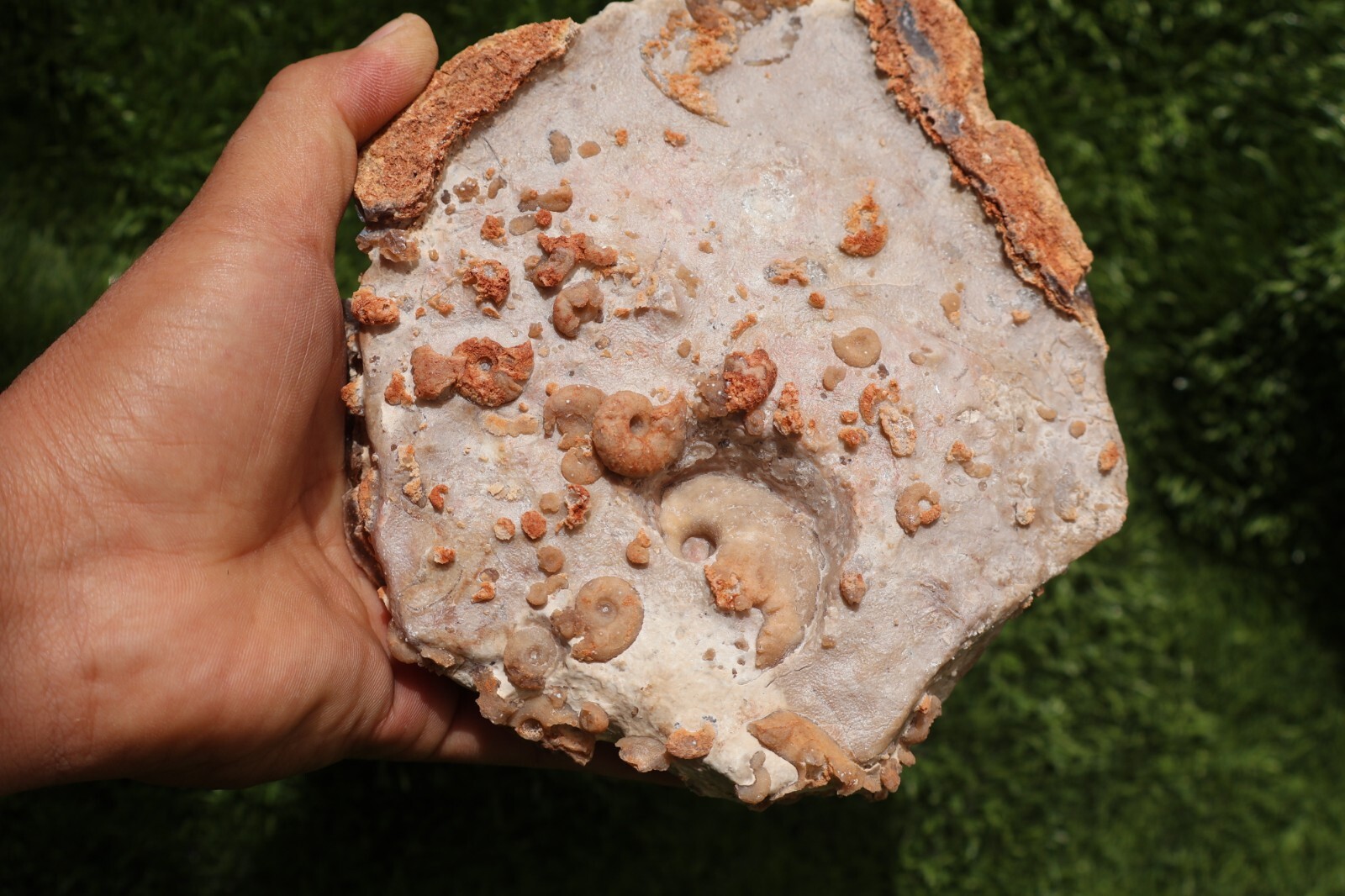 Cretaceous Douvilleiceras And Gastropods Fossil Plate From Morocco Marine Fossil