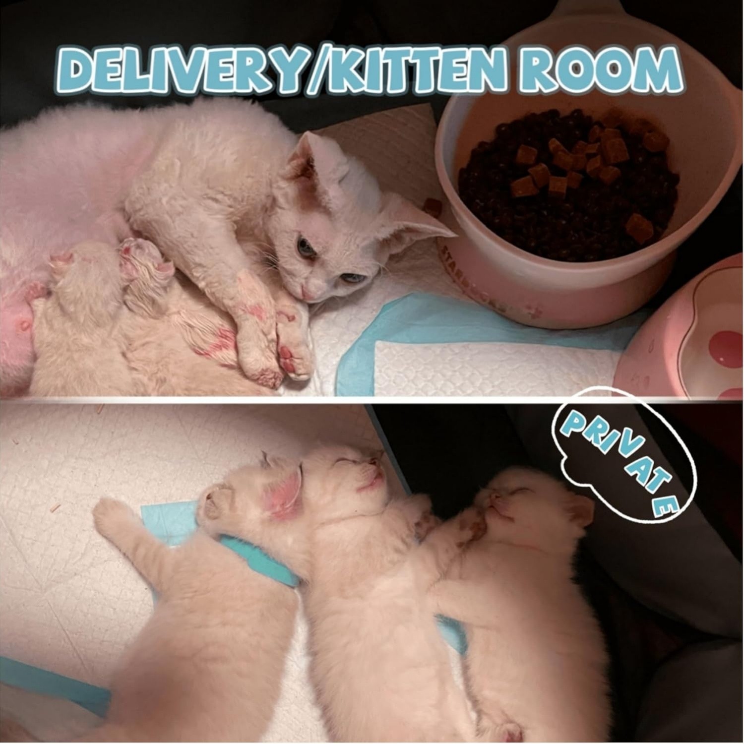 Portable Pet Playpen Dog Puppy Exercise Pen Foldable Indoor Outdoor w/ Mesh