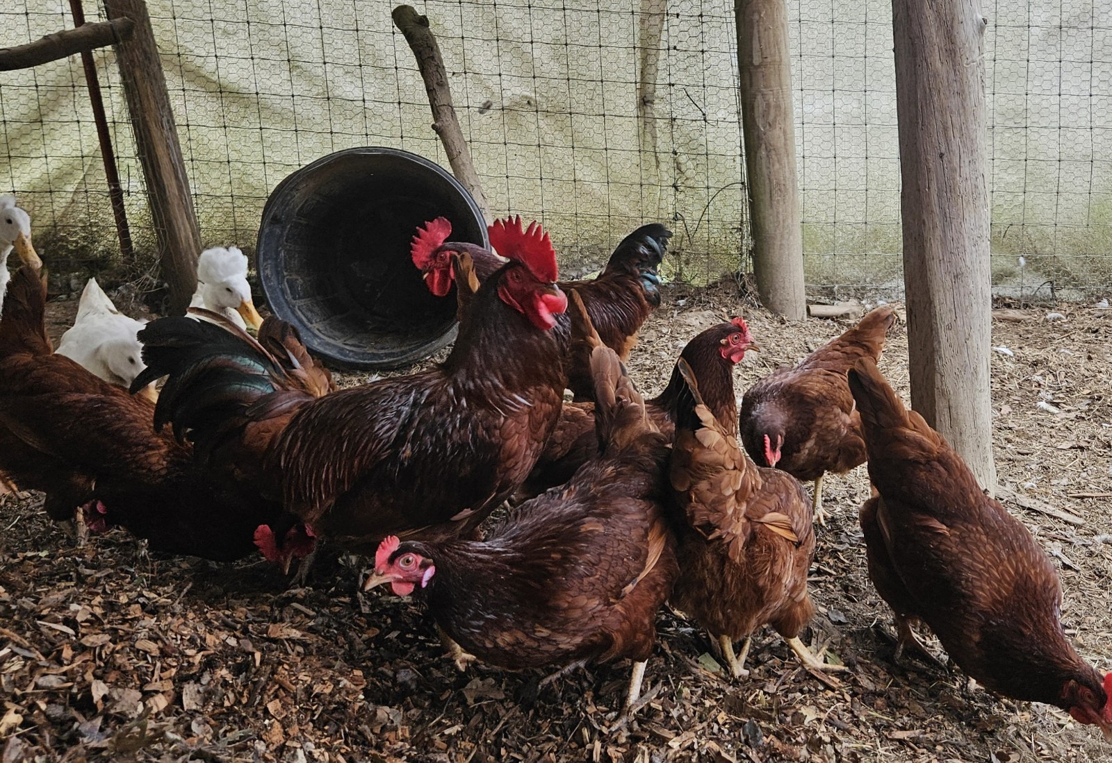 15 Rhode Island Red Chicken Hatching Eggs