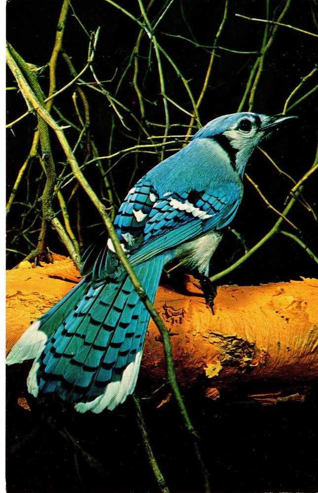 BLUE JAY- PC5306
