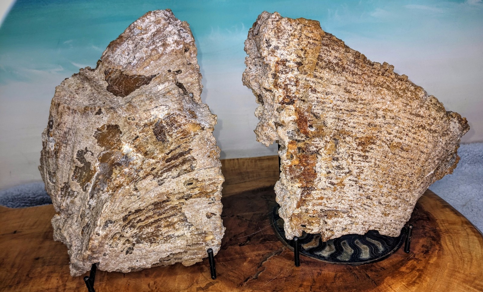 Agatized Coral Fossil Split Geode Botryoidal Blue/Violet Butterfly w/stands