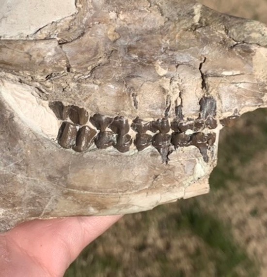 Fossil Horse Skull, Mesohippus, White River Badlands, mammal fossils