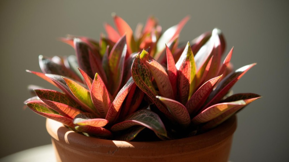 Cryptocoryne Crypt Flamingo