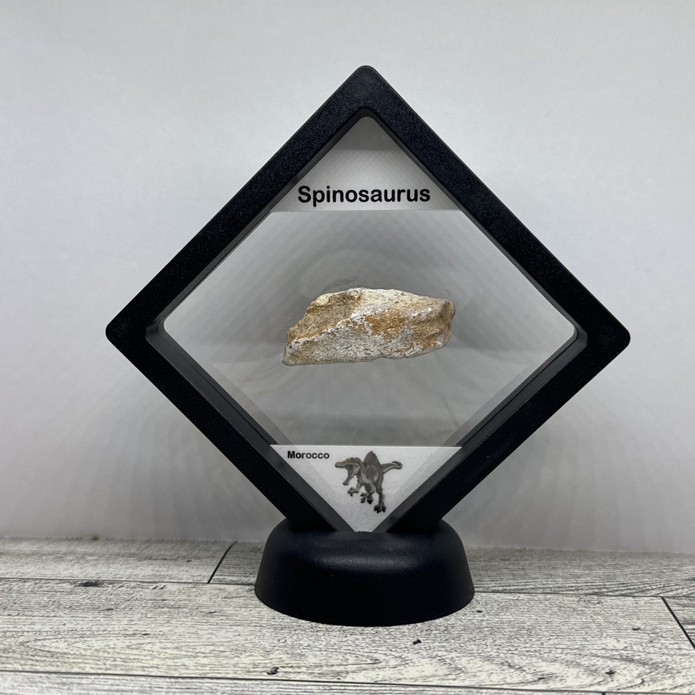 Spinosaurus Extinct Dinosaur Bone Fossil in Display Case