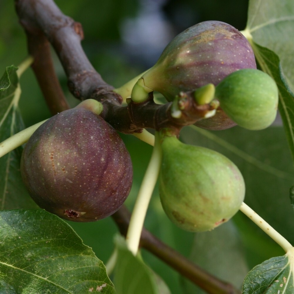 Fig Tree - 'Olympian' - Fruiting Fig Tree - Ficus Carica
