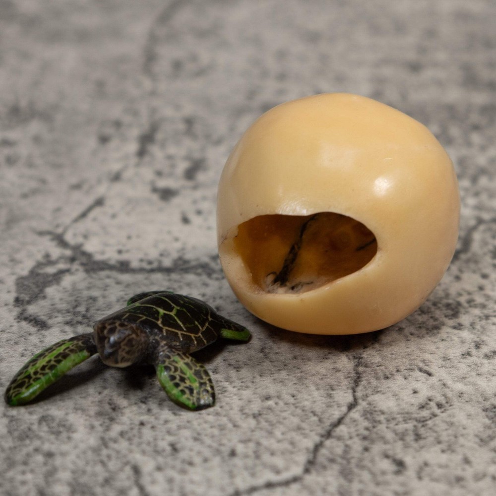 Sea Turtle Emerging From Egg Tagua Carving