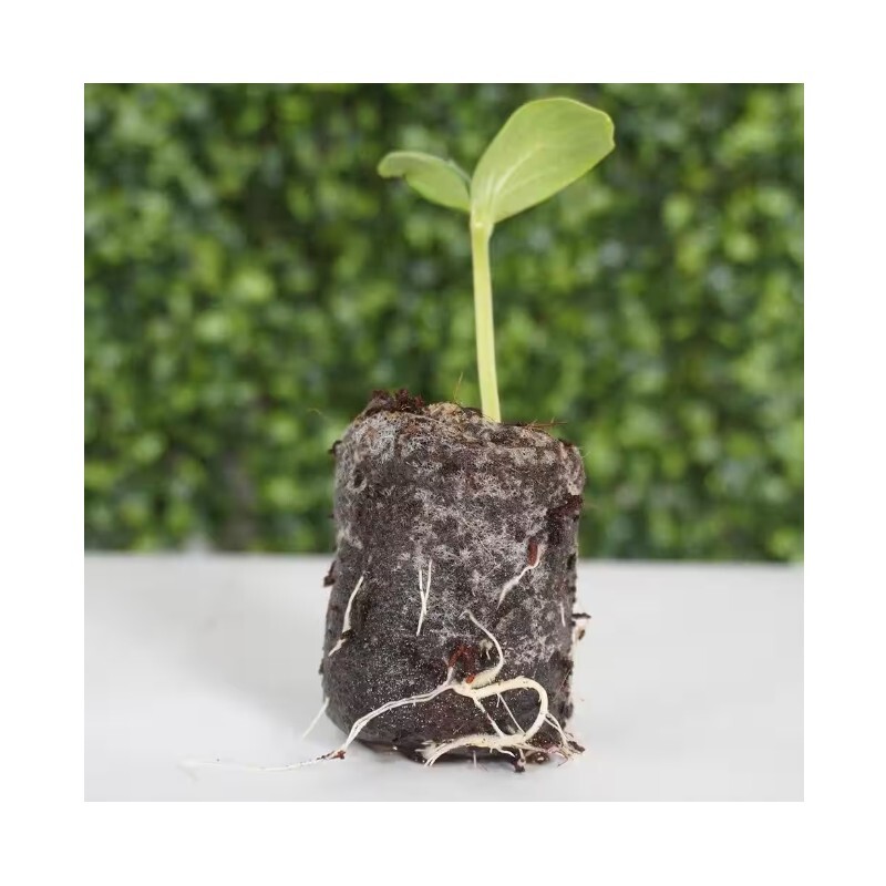 Coconut Seed Plug (24 Pack) with Devault Ugro Rhiza Enriched Seed Starter
